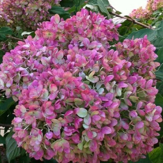 5 Little Lime Purpl Hydrangea Flowers Flower Garden Perennial Seeds | www.seedsplantworld.com