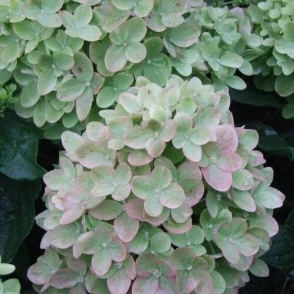 5 Little Lime Hydrangea Flowers Flower Garden Perennial Seeds | www.seedsplantworld.com