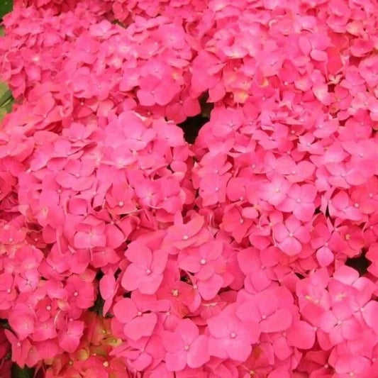 5 Masja Hydrangea Flowers Flower Garden Perennial Seeds | www.seedsplantworld.com