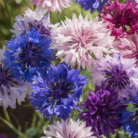 50 Cyans Double Mix Bachelor's Button Flower Flowers Annual Seeds | www.seedsplantworld.com