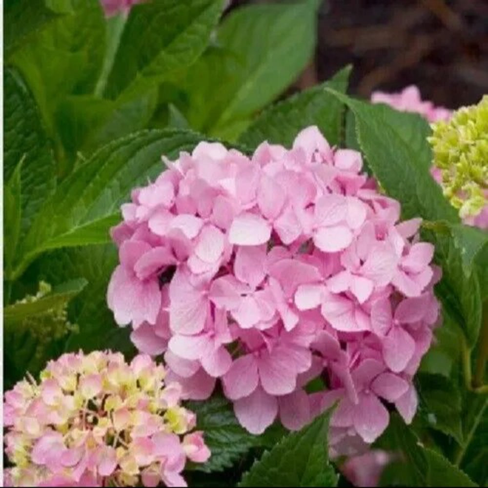 5 Moonlight Hydrangea Flowers Flower Garden Perennial Seeds | www.seedsplantworld.com