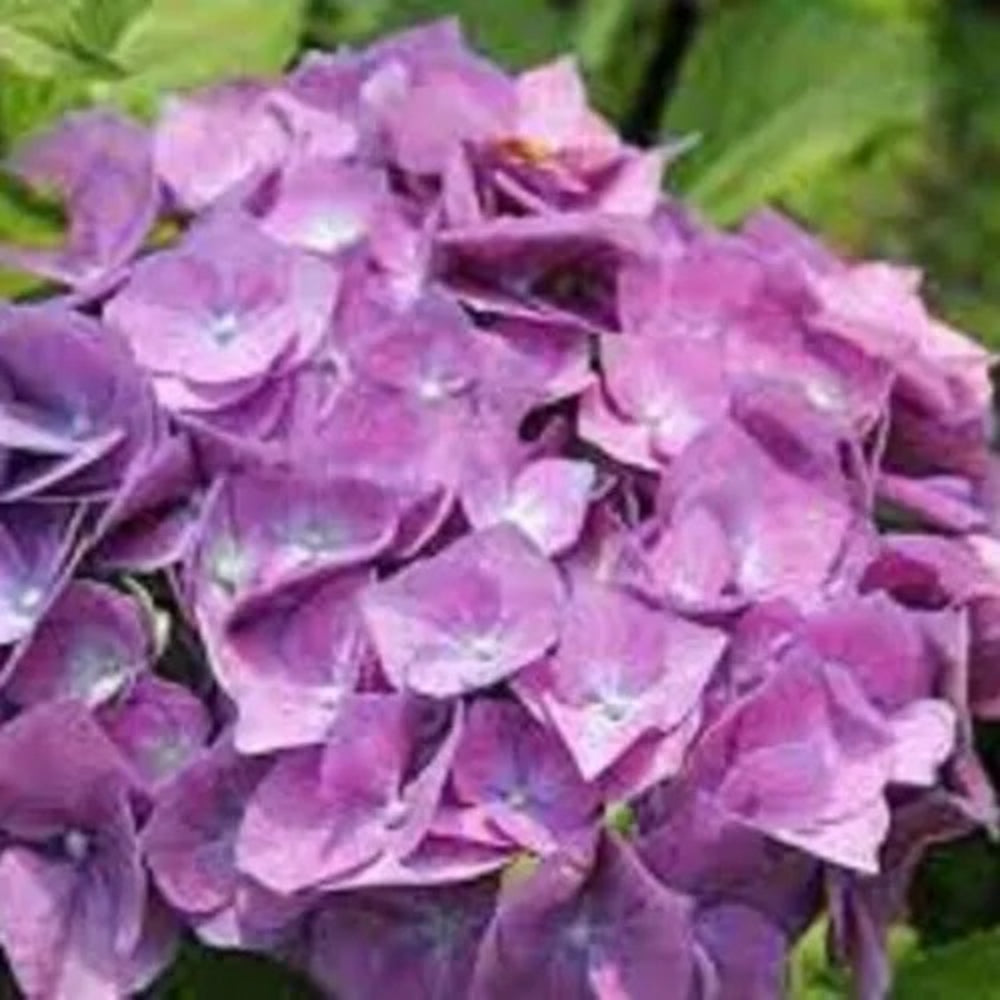 5 Onyx Peacock Hydrangea Flowers Flower Garden Perennial Seeds | www.seedsplantworld.com