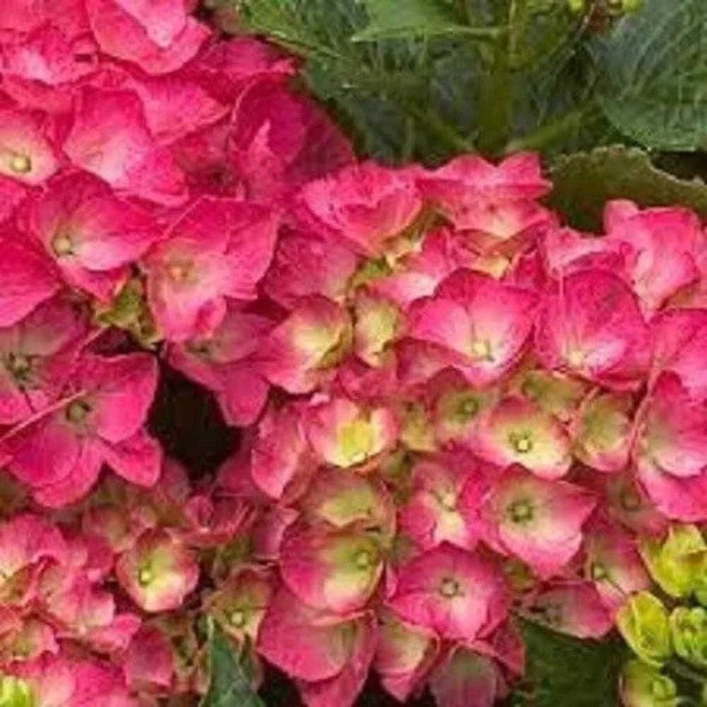 25 Alcea Rugosa Hollyhock Flower Flowers Perennial Seeds | www.seedsplantworld.com