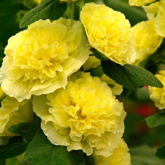 25 Alcea Banana Hollyhock Flower Flowers Perennial Seeds | www.seedsplantworld.com