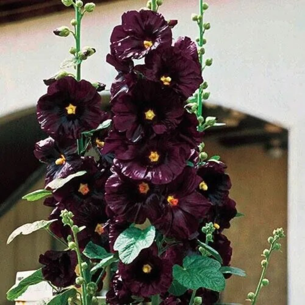 25 Black Hollyhock Flower Flowers Perennial Seeds | www.seedsplantworld.com