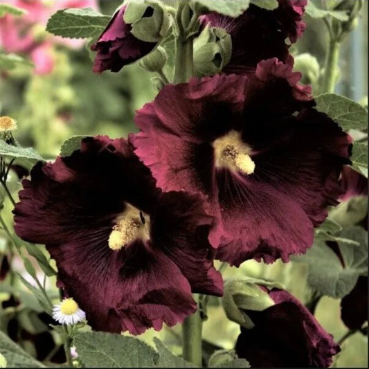 25 Black Knight Hollyhock Flower Flowers Perennial Seeds | www.seedsplantworld.com