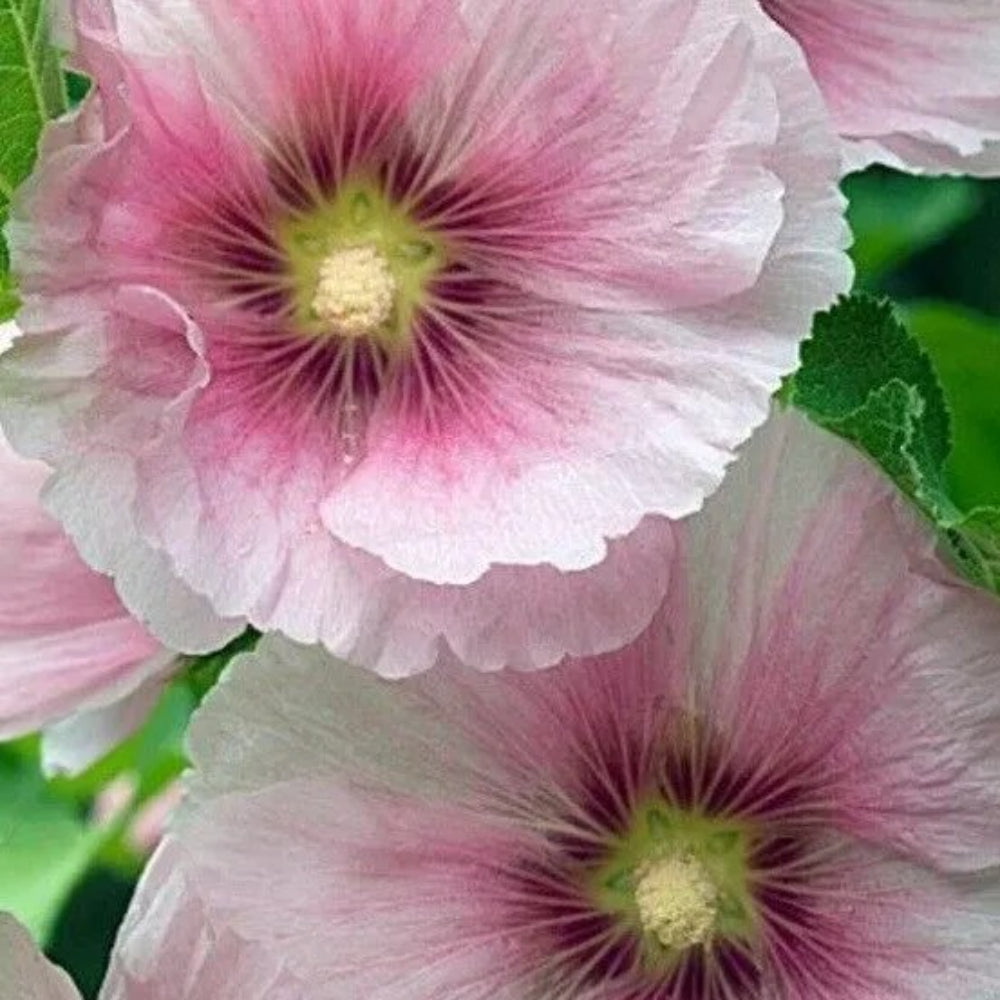 25 Blush Hollyhock Flower Flowers Perennial Seeds | www.seedsplantworld.com