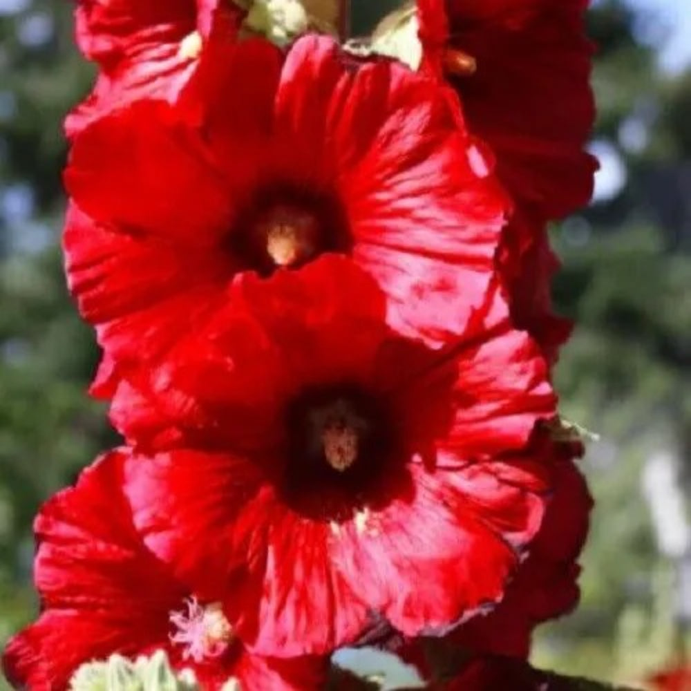 25 Bright Red Hollyhock Flower Flowers Perennial Seeds | www.seedsplantworld.com