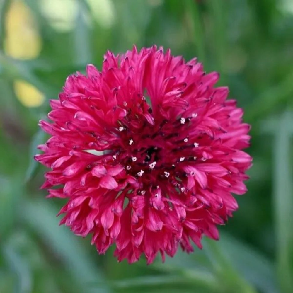 50 Cyans Red Boy Bachelor's Button Flower Flowers Annual Seeds | www.seedsplantworld.com