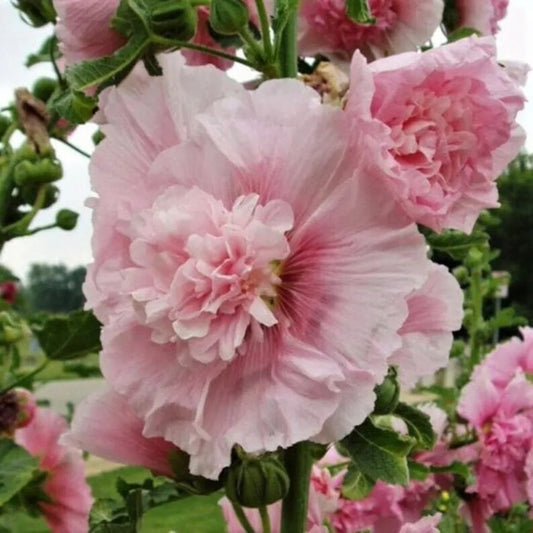 25 Carnival Pink Hollyhock Flower Flowers Perennial Seeds | www.seedsplantworld.com