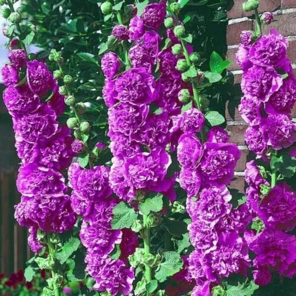 25 Double Violet Hollyhock Flower Flowers Perennial Seeds | www.seedsplantworld.com