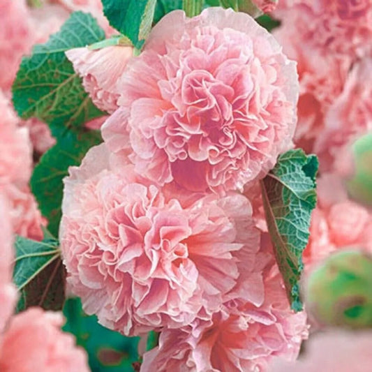 25 Double Pink Hollyhock Flower Flowers Perennial Seeds | www.seedsplantworld.com