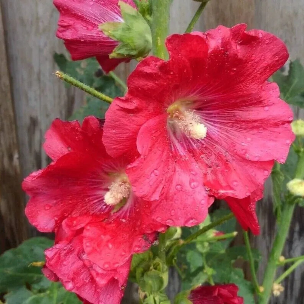 25 Coral Red Hollyhock Flower Flowers Perennial Seeds | www.seedsplantworld.com