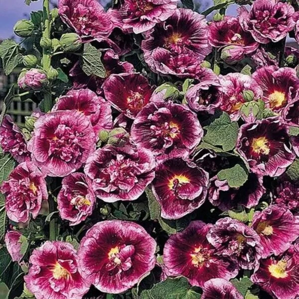 25 Creme De Cassie Hollyhock Flower Flowers Perennial Seeds | www.seedsplantworld.com