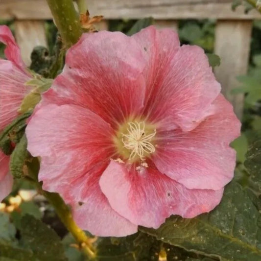 25 Deep Light Pink Hollyhock Flower Flowers Perennial Seeds | www.seedsplantworld.com