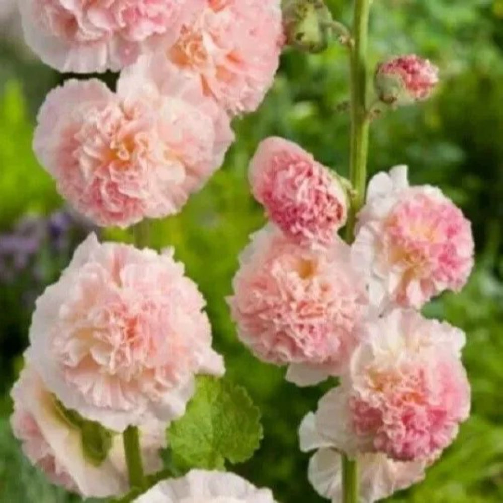 25 Double Apple Hollyhock Flower Flowers Perennial Seeds | www.seedsplantworld.com