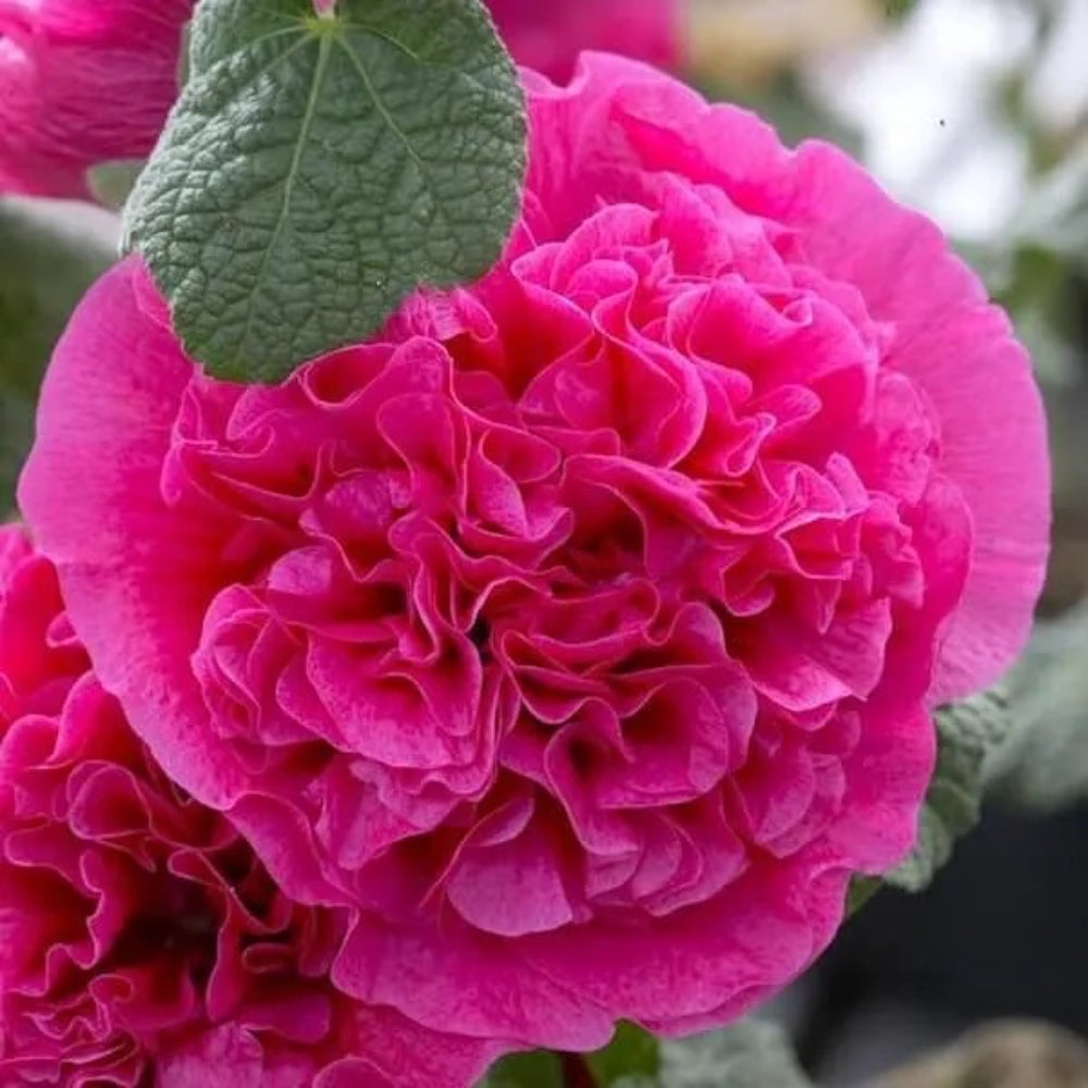 25 Dbl Bright Pink Hollyhock Flower Flowers Perennial Seeds | www.seedsplantworld.com