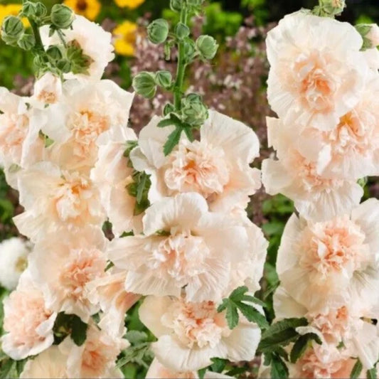 25 Double Champange Hollyhock Flower Flowers Perennial Seeds | www.seedsplantworld.com