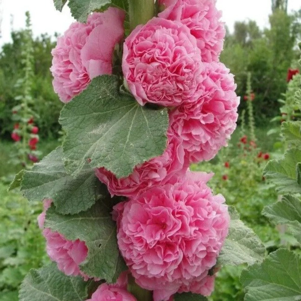 25 Double Cotton Candy Hollyhock Flower Flowers Perennial Seeds | www.seedsplantworld.com