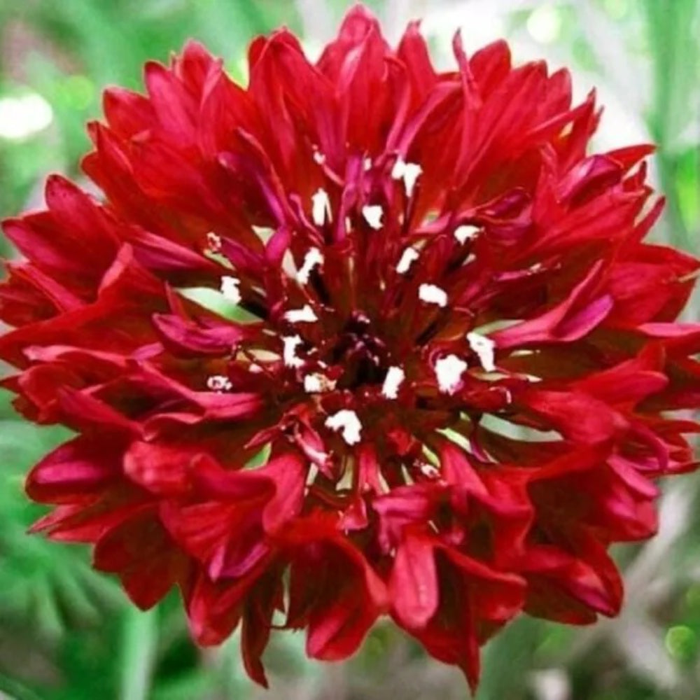 50 CDark Red Bachelor's Button Flower Flowers Annual Seeds | www.seedsplantworld.com