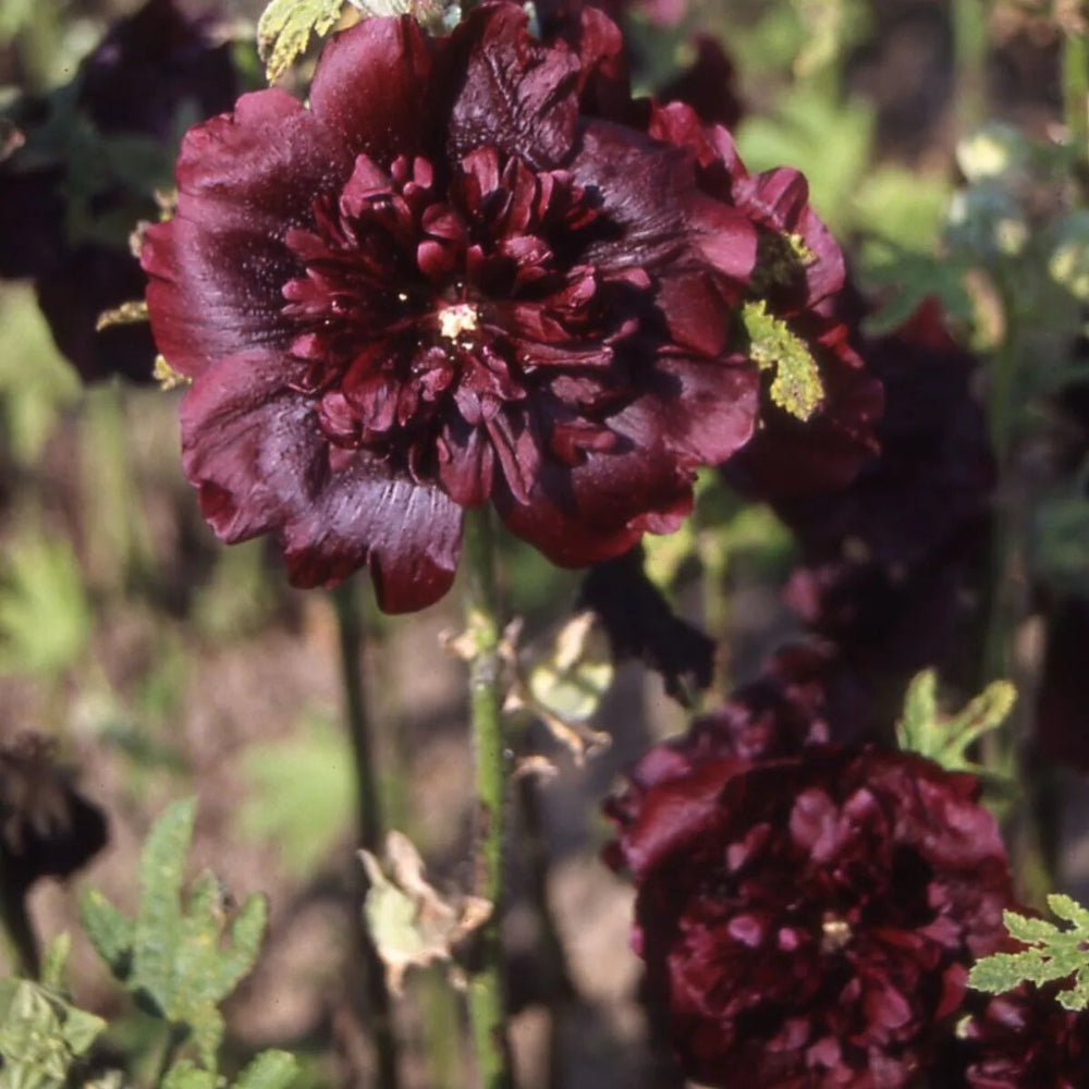 25 Double Maroon Hollyhock Flower Flowers Perennial Seeds | www.seedsplantworld.com