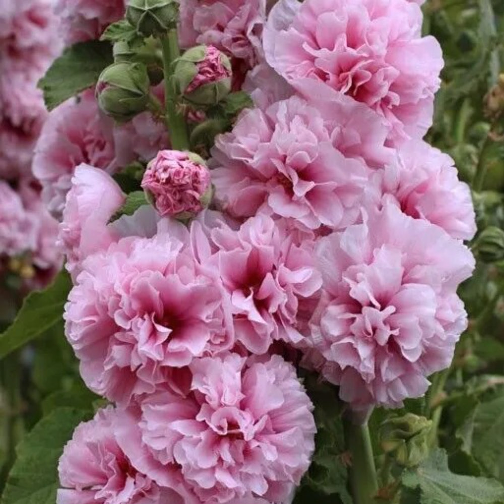 50 Double Pink Hollyhock Flower Flowers Perennial Seeds | www.seedsplantworld.com