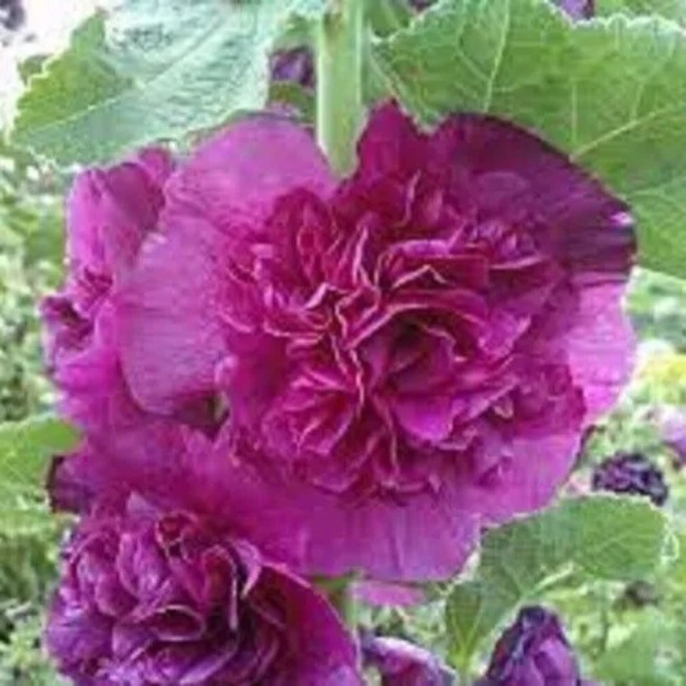 25 Double Purple Hollyhock Flower Flowers Perennial Seeds | www.seedsplantworld.com