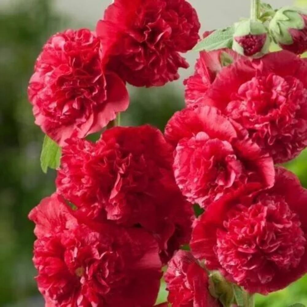 25 Double Scarlet Hollyhock Flower Flowers Perennial Seeds | www.seedsplantworld.com