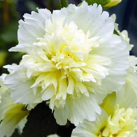 25 Dbl Yellow White Hollyhock Flower Flowers Perennial Seeds | www.seedsplantworld.com