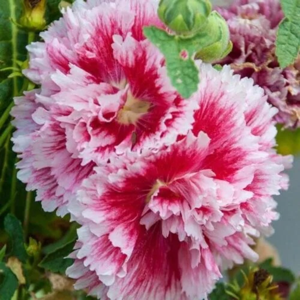 25 Fiesta Hollyhock Flower Flowers Perennial Seeds | www.seedsplantworld.com