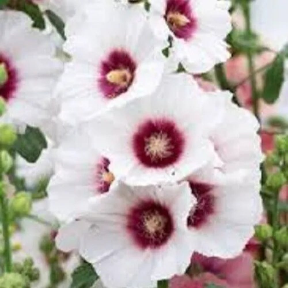 25 Halo Blossom Hollyhock Flower Flowers Perennial Seeds | www.seedsplantworld.com