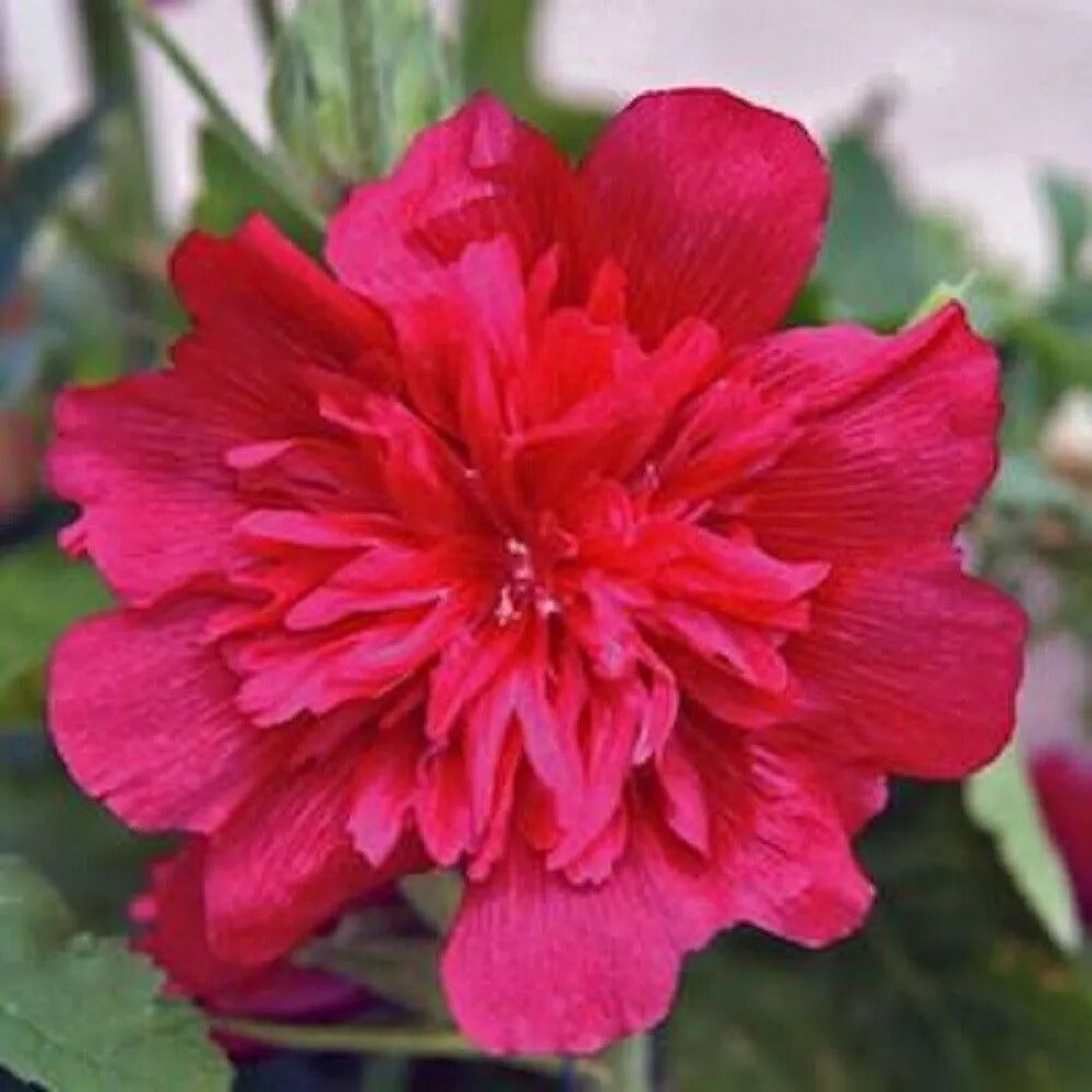 25 Celebration Hollyhock Flower Flowers Perennial Seeds | www.seedsplantworld.com