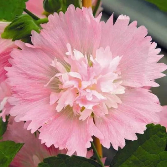 25 Spring Pink Hollyhock Flower Flowers Perennial Seeds | www.seedsplantworld.com