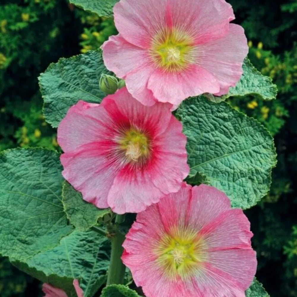 25 Radiant Rose Hollyhock Flower Flowers Perennial Seeds | www.seedsplantworld.com