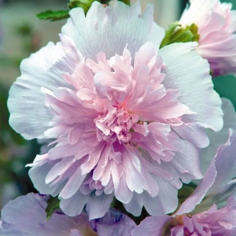 25 Dbl Purple White Hollyhock Flower Flowers Perennial Seeds | www.seedsplantworld.com