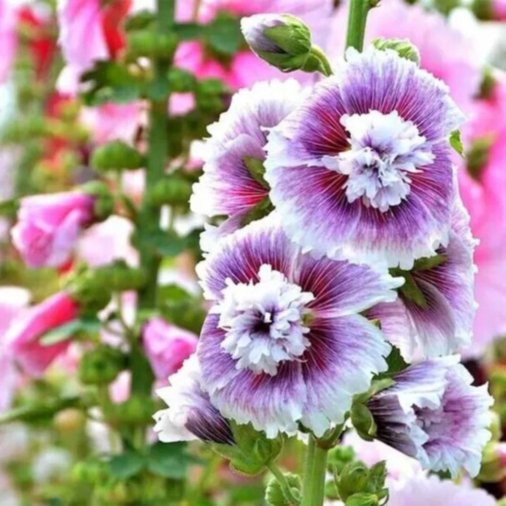 25 Lilac Hollyhock Flower Flowerss Perennial Seeds | www.seedsplantworld.com