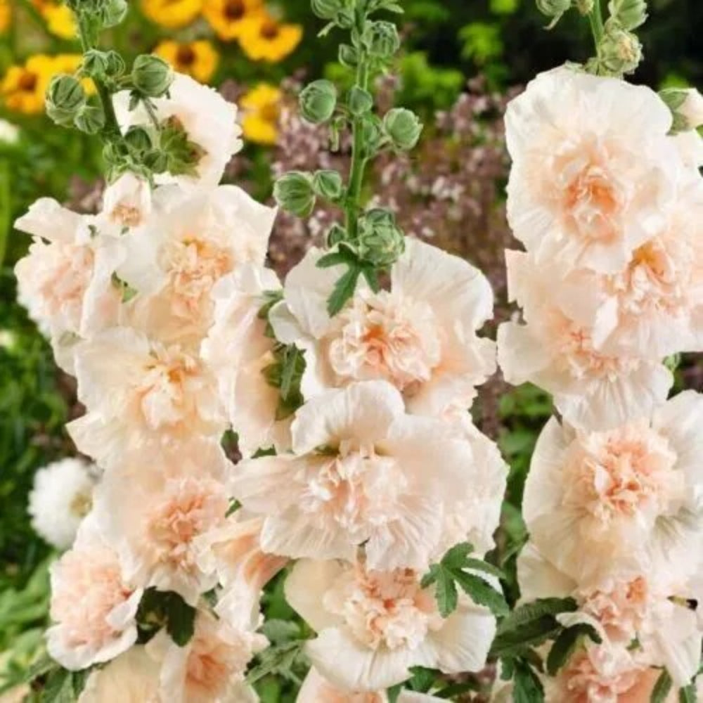 25 Majorette Blush Hollyhock Flower Flowers Perennial Seeds | www.seedsplantworld.com