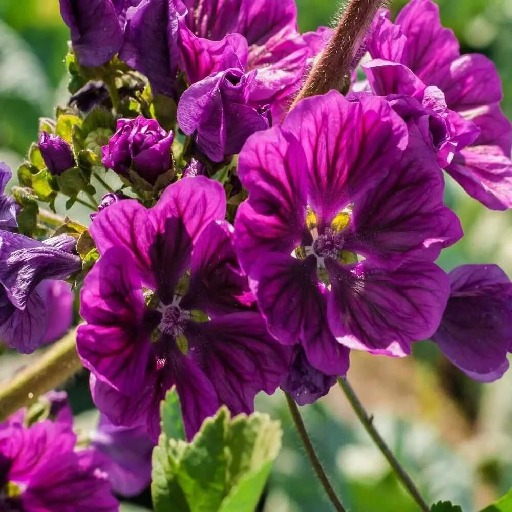 25 Mauritiana Hollyhock Flower Flowers Perennial Seeds | www.seedsplantworld.com