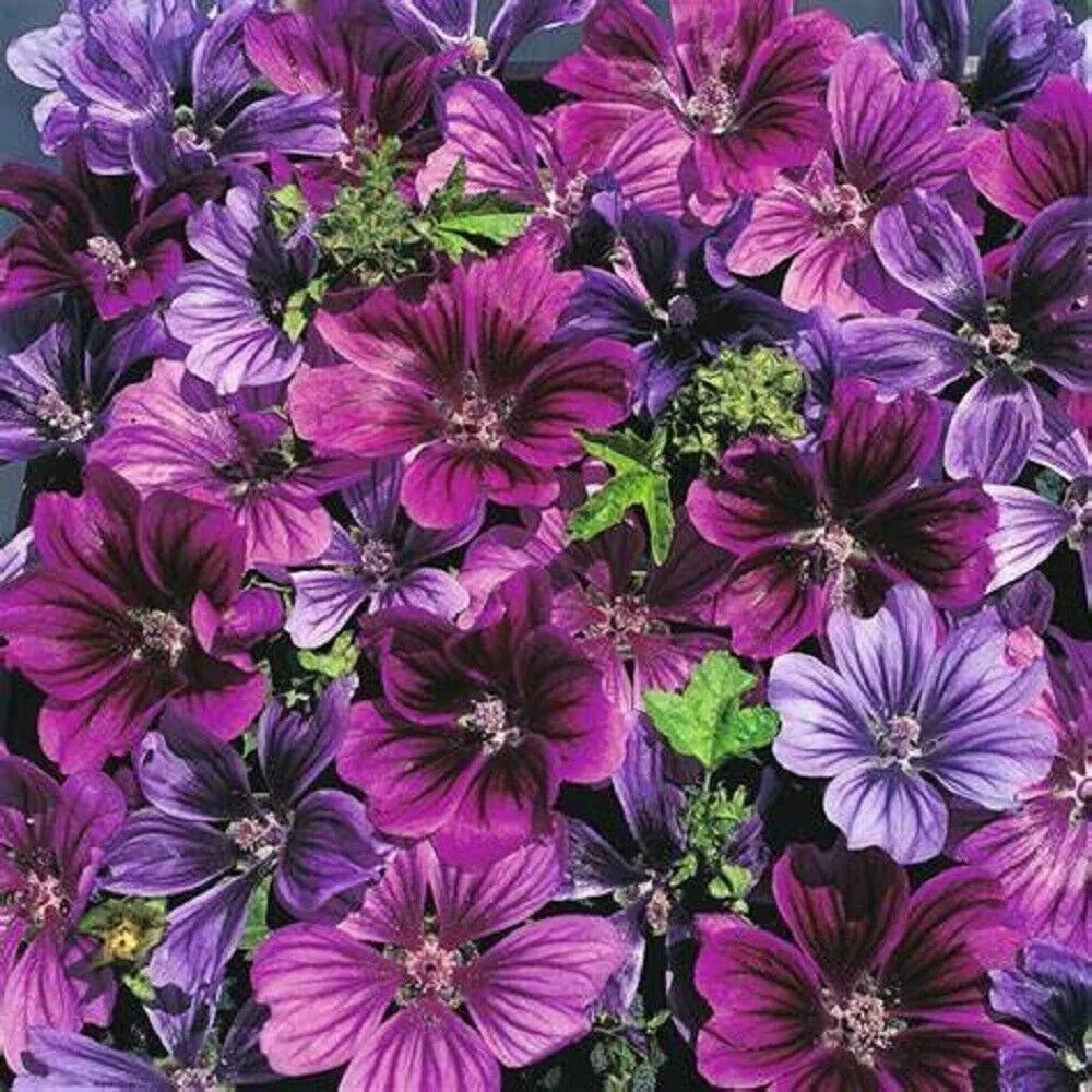 25 Merlin Purple Hollyhock Flower Flowers Perennial Seeds | www.seedsplantworld.com