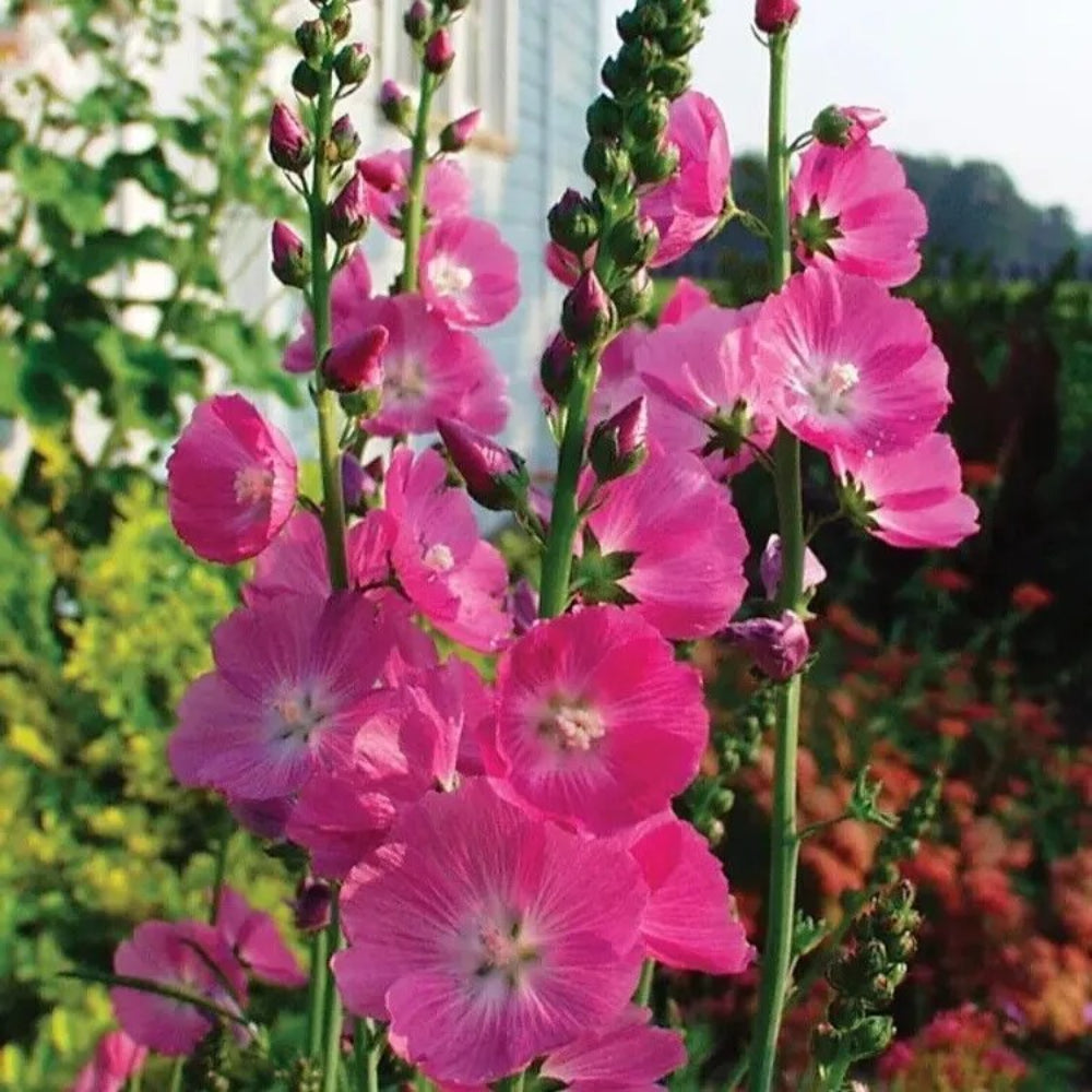 25 Party Girl Hollyhock Flower Flowers Perennial Seeds | www.seedsplantworld.com