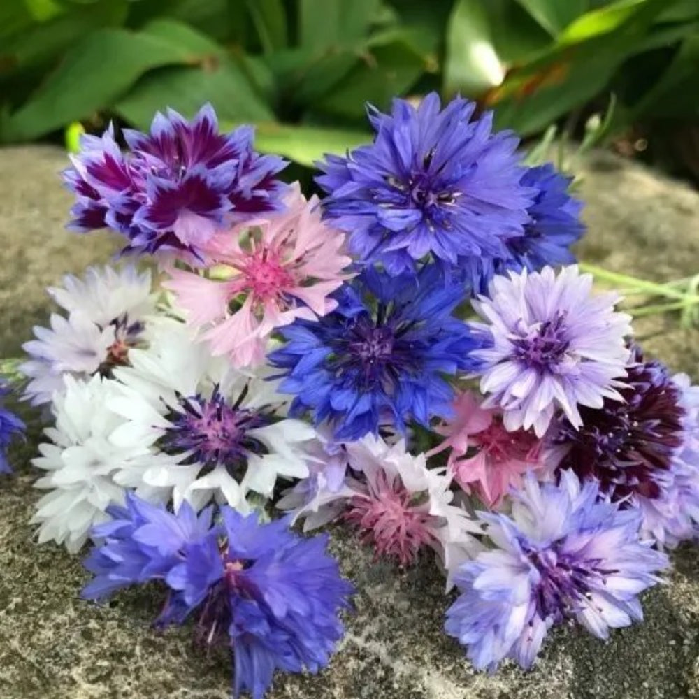 50 Doubles Mix Bachelor's Button Flower Flowers Annual Seeds | www.seedsplantworld.com