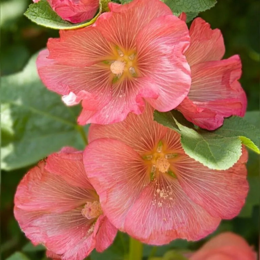 25 Pink Orange Hollyhock Flower Flowers Perennial Seeds | www.seedsplantworld.com