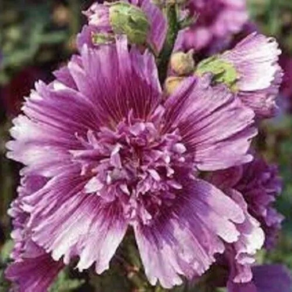 25 Pink Yellow Hollyhock Flower Flowers Perennial Seeds | www.seedsplantworld.com