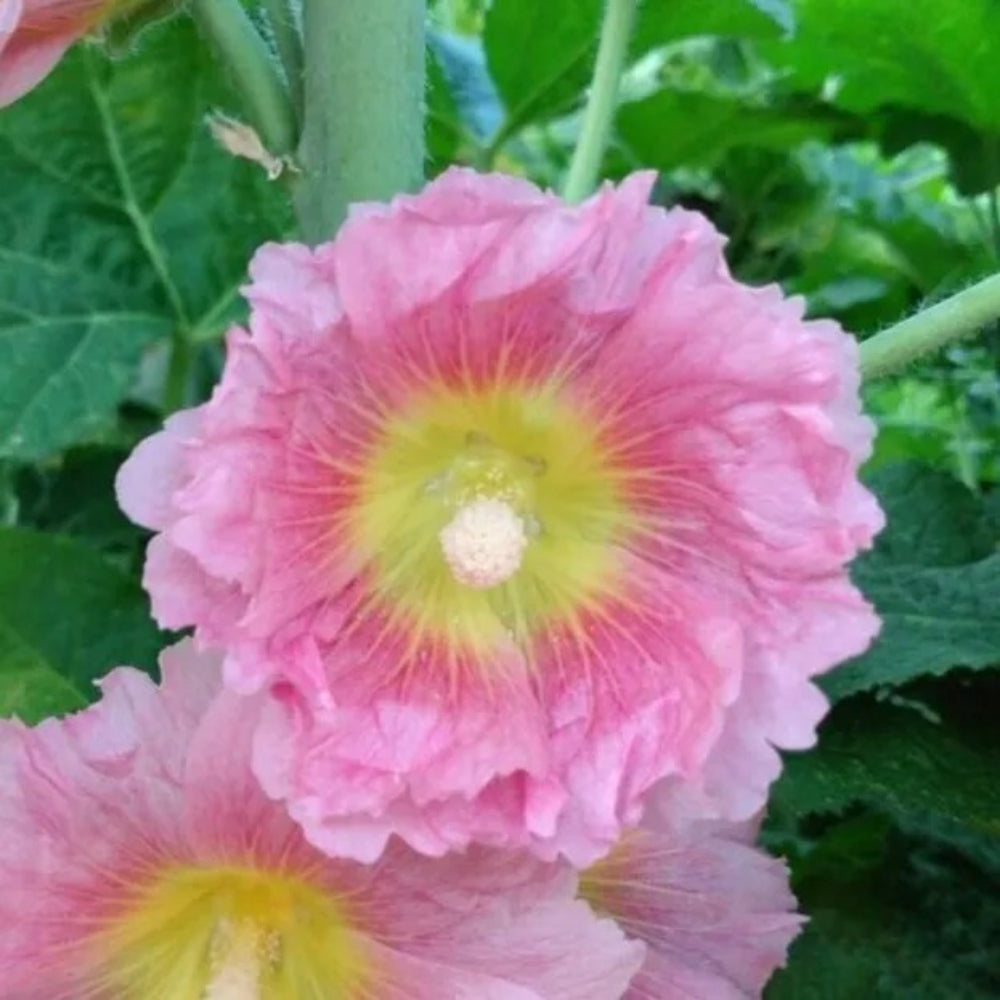 25 Queeny Purple Hollyhock Flower Flowers Perennial Seeds | www.seedsplantworld.com