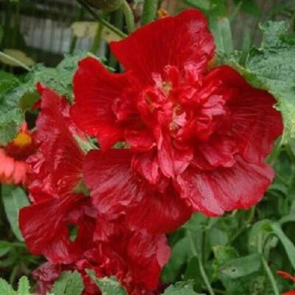 25 Queeny Red Hollyhock Flower Flowers Perennial Seeds | www.seedsplantworld.com