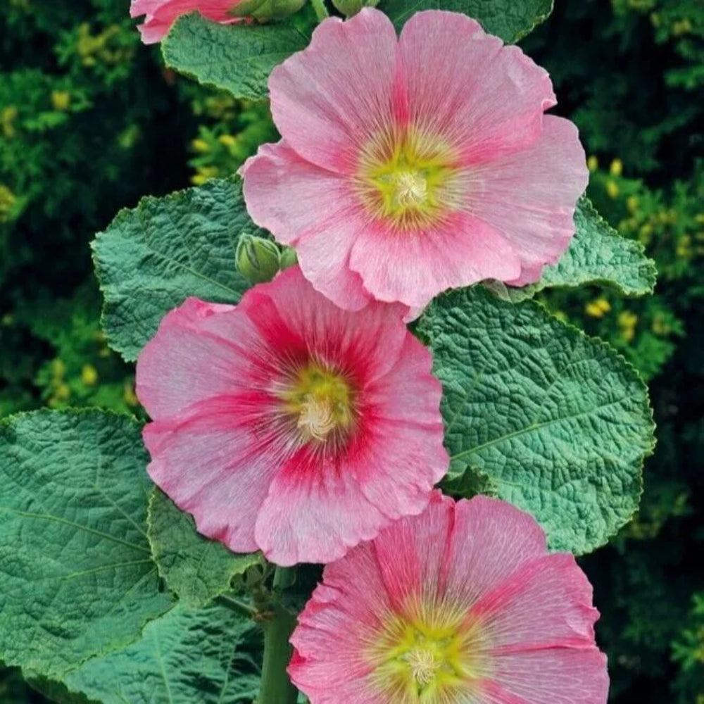 25 Radiant Hollyhock Flower Flowers Perennial Seeds | www.seedsplantworld.com