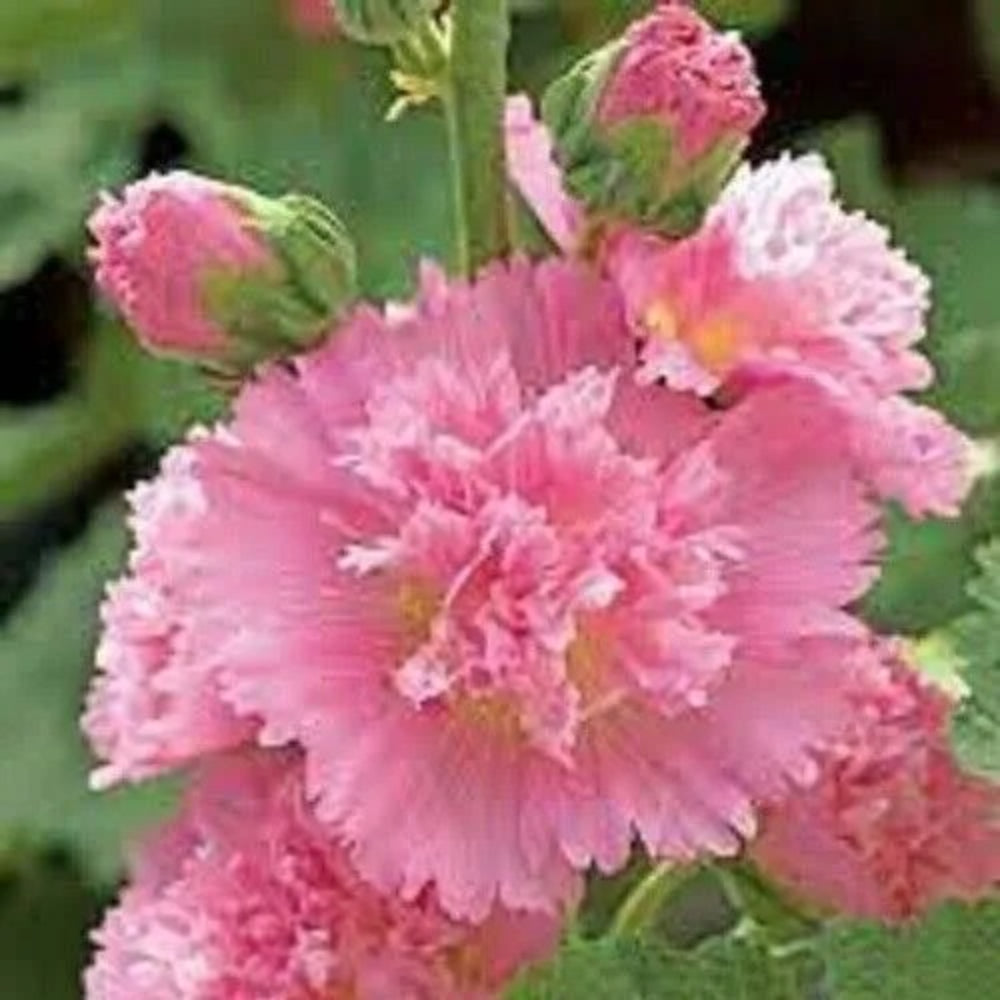 25 Spring Celebratio Hollyhock Flower Flowers Perennial Seeds | www.seedsplantworld.com