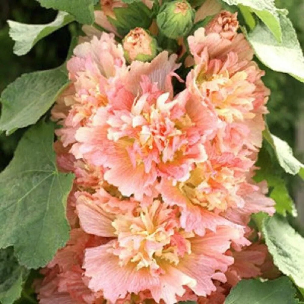 25 Spring Apricot Hollyhock Flower Flowers Perennial Seeds | www.seedsplantworld.com