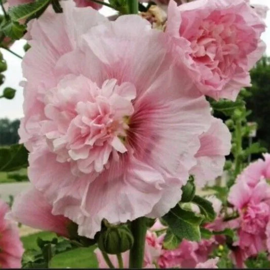 25 Summer Carnival Hollyhock Flower Flowers Perennial Seeds | www.seedsplantworld.com