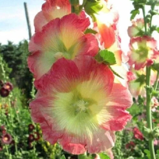 25 Yellow Pink Hollyhock Flower Flowers Perennial Seeds | www.seedsplantworld.com